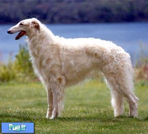 ‫بورزوی (Borzoi)