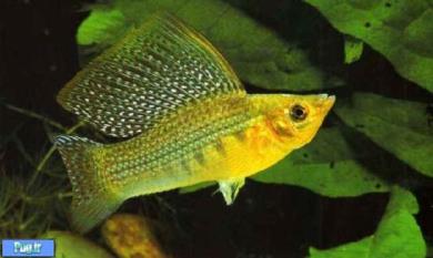 -مولی باله بلند (Mexican Sailfin Molly)