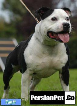 معرفی نژاد سگ،بول تریر(Bull terrier)