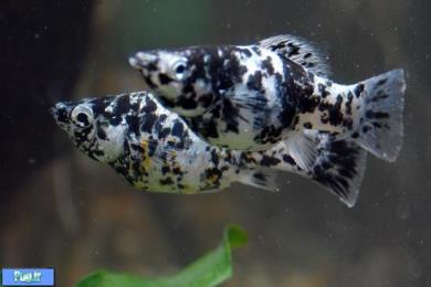 مولی دالماسی (Dalmatian Molly