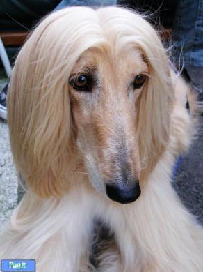 سگ نژاد افغان هوند-Afghan Hound