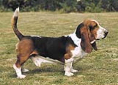 سگ با نژاد باسِت هوند-Basset Hound