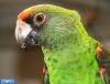 طوطی آفرقایی ژاردین- African Jardine parrot 