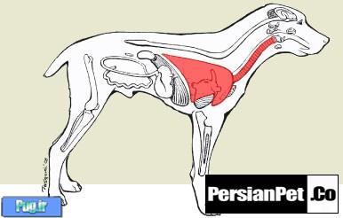 کنل کاف(Kennel Cough) و راه درمان ان چیست؟