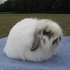 خرگوش فازی لوپ آمریکایی (American Fuzzy Lop)