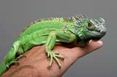 ایگوانا به عنوان حیوان خانگی (Green Iguana)