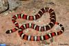 اصول نگهداری از شاه مارها (King Snake) و شیر مارها (Milk Snake)