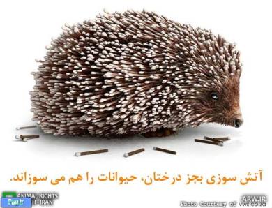 آتش سوزی بجز درختان، حیوانات را هم می سوراند