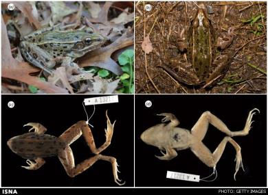 کشف گونه جدید قورباغه در یکی از شلوغ‌ترین شهرهای دنیا  