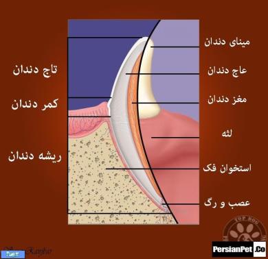 مشخصات دندان ها در امریکن پیت بول