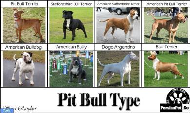 تیپ های پیت بول (Pit Bull Type)