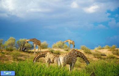 عجیب و دیدنی از دنیای حیوانات 