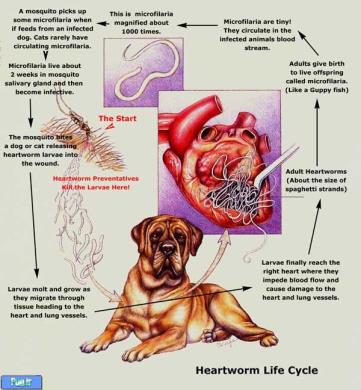 کرم قلب در سگ ها 
