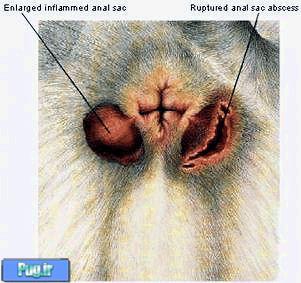 کیسه های مقعدی سگ