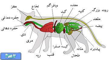 باز هم درباره گربه ها 