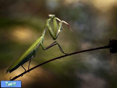 آخوندک، حشره ای مفید برای باغ و باغچه