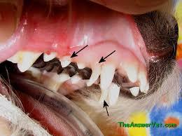 تشخیص سن سگ ها و گربه ها از روی دندان ها