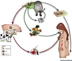 کمی درباه توکسوپلاسما