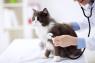 سه بیماری متداول که در زمان نگهداری گربه با آنها روبه­­ رو می­شوید!