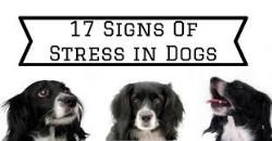 استرس در سگ ها را کمتر کنید 
