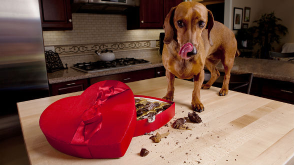 آیا همه تنقلات و خوراکی های تشویقی برای سگ ها بی خطر هستند؟