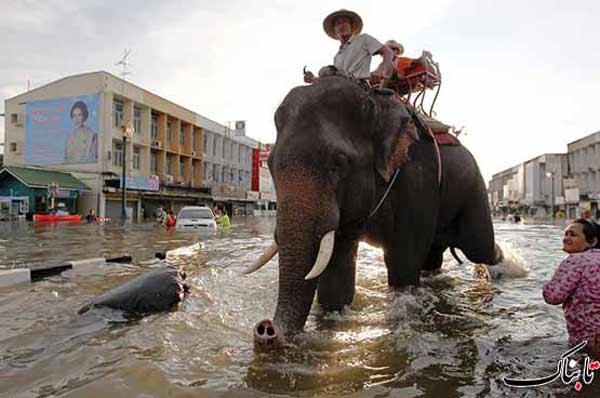 کمک فیل های تایلند به سیل زدگان در بانکوک/ تصویر 
