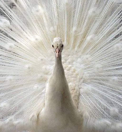 این هم طاووس سفید +عکس 