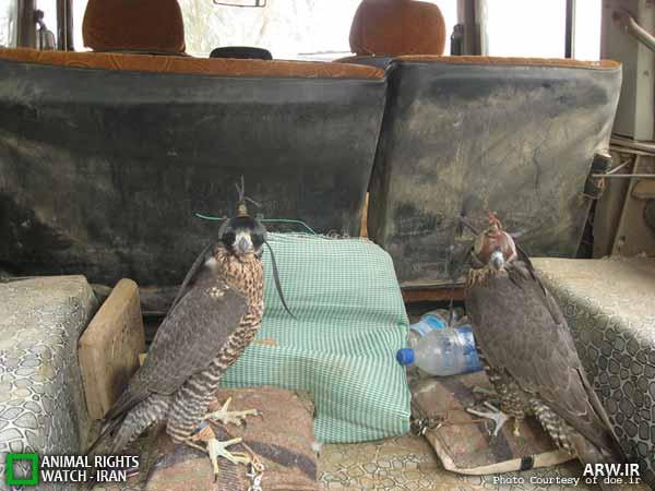 کشف دو بهله پرنده شکاری در آبادان در اولین روز از فصل بازگیری 