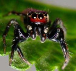 عنکبوتی که عاشق بوی بد پا و خون انسان است +عکس