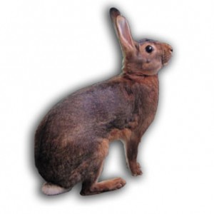 نگهداری از خرگوش وحشی بلژیکی (Belgian Hare)