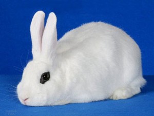 تاریخچه خرگوش نژاد بلان دی هوتوت (Blanc de Hotot)
