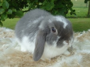 معرفی خرگوش مینی لوپ (Mini Lop Rabbit)