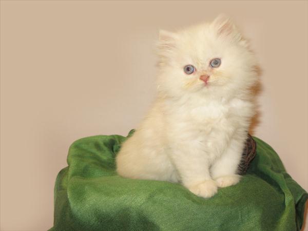 گربه پرشین - گربه ایرانی 