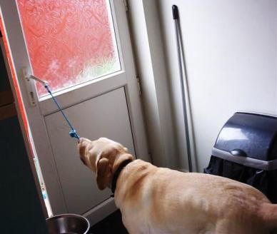 آموزش بازکردن و بستن درب توسط سگ