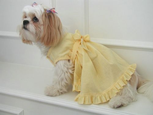 Dog Fashion
