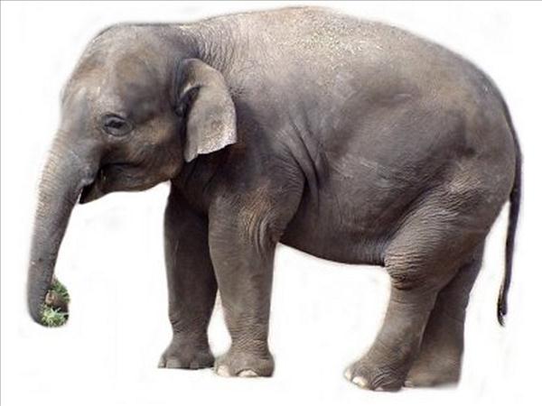 فیل ها زندگی بدون انسان راترجیح میدهند