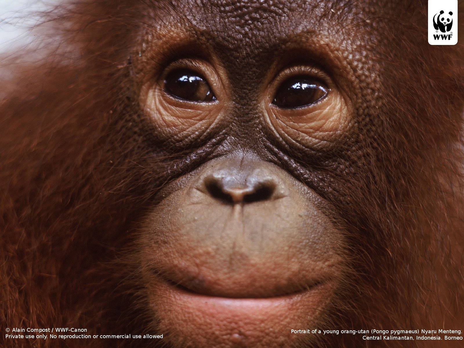 اورانگوتان orangutan