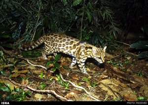کشف گونه جدیدی از گربه‌سانان در برزیل