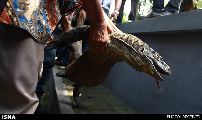 مرگ «اژدها» در بزرگترین باغ‌وحش اندونزی