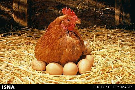 چرا انسان‌ها تخم‌گذار نیستند؟