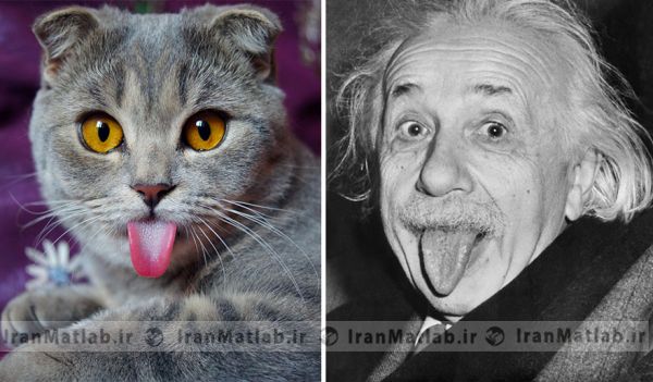 گربه ای جالب شبیه آلبرت انشتین