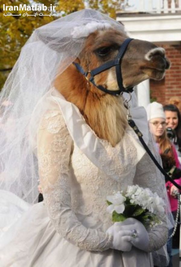 چشن عروسی حیوانات