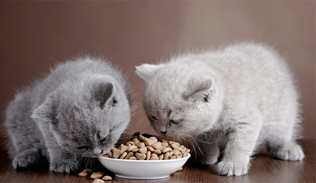 ۱۷ دسته غذای خطرناک برای گربه 
