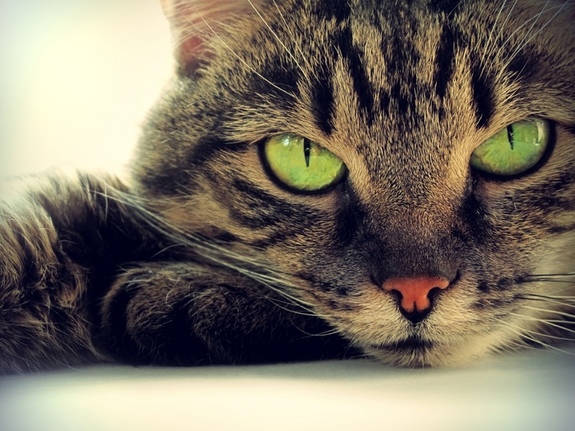 10 عذایی که باعث چاقی در گربه ها میشود