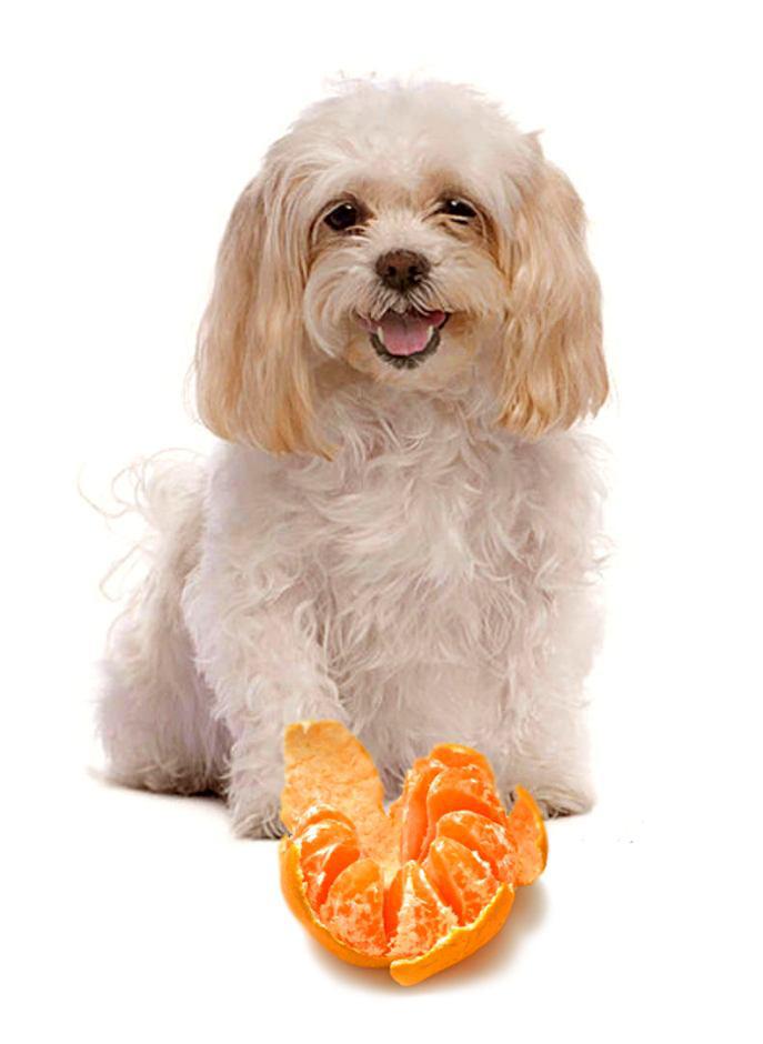 نارنگی برای سگ ها 