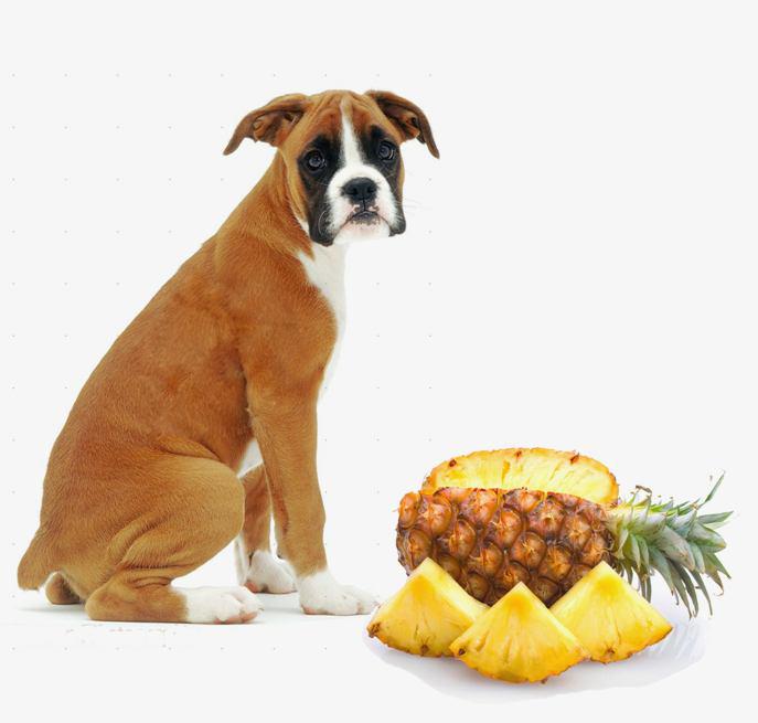 آناناس برای سگ ها 