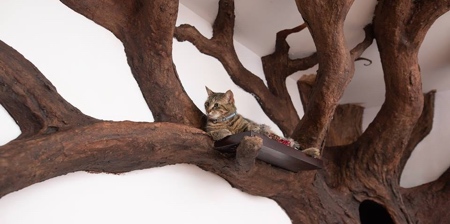 درخت گربه های قبل تو سو تفاهم بود 