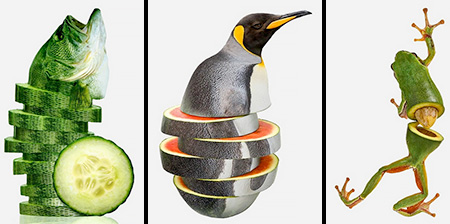 ترکیبی میوه ها و حیوانات 