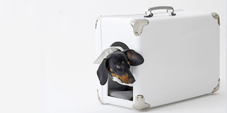 چمدانی برای سگ ها 