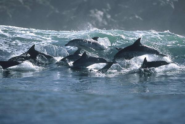 تصاویر زیبا از موج سواری دلفینها در سواحل خلیج فارس